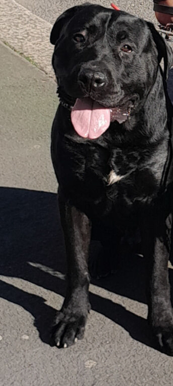 Presa canario