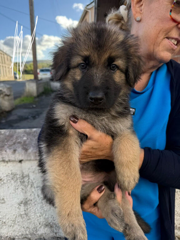 German Shepherd Caucasian Shepherd Swiss Shepherd Puppys