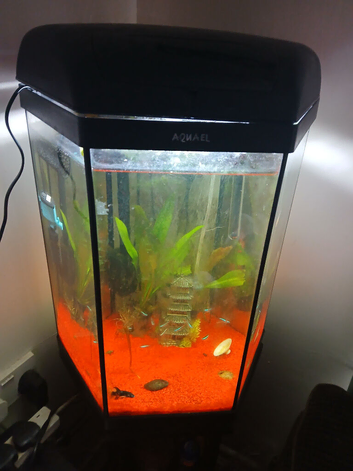Hexagon tank with stand fish