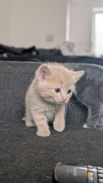 3 beautiful kittens