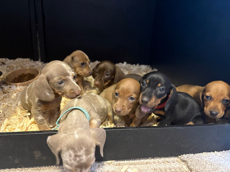 Miniature dachshunds forsale