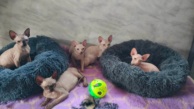 Tica Registered Canadian Sphynx Kittens,READY NOW.