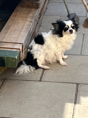 Parti tan point white black chihuahua girl 4 puppies available