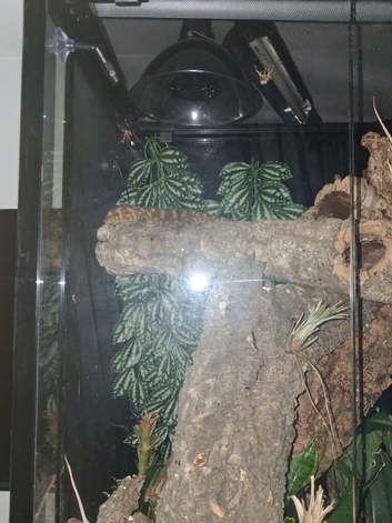 Leachianus gecko