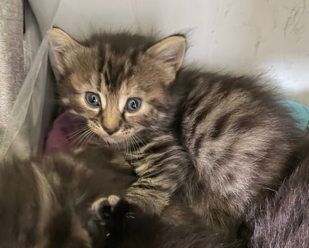 Kittens for sale