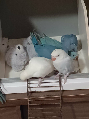 Indian Ringneck Parakeets