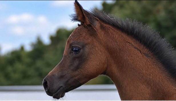 Arabian colt 2026 available at weaning