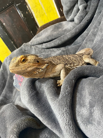 Female bearded dragon