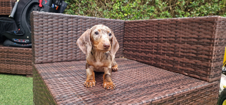 Miniature Dachshund