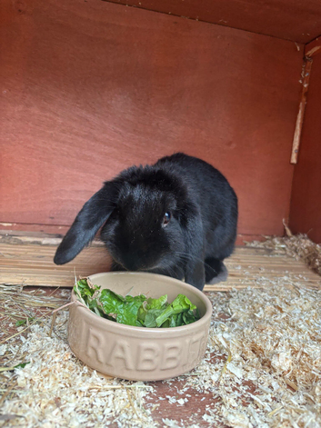 Female Mini Lop 7 months old