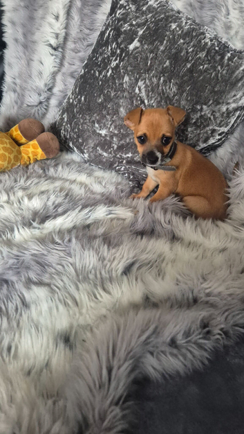 Chihuahua