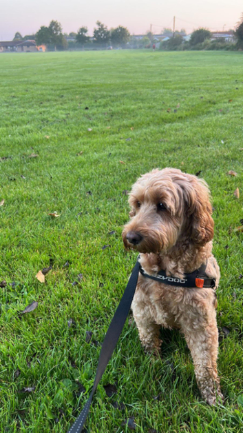 Fully Insured Pet Sitting and Dog Walking in Wantage and Surrounding Villages.