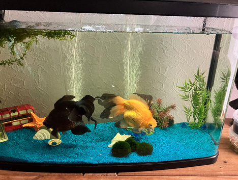 Blackmore Fancy Goldfish x 2 & 2 Loach and Accessories NO TANK