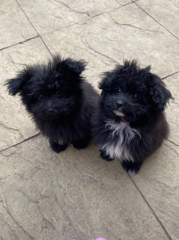 Asian toy pomapoo