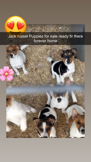Jack russel puppys for sale