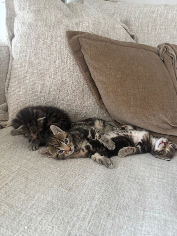 Bengal Kittens