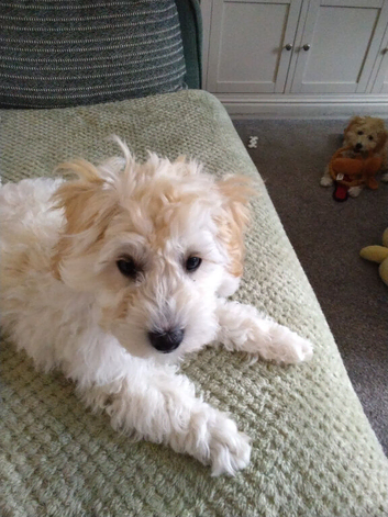 2 Cavapoochon pups