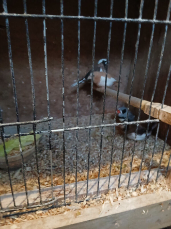 Bengalise finches for sale