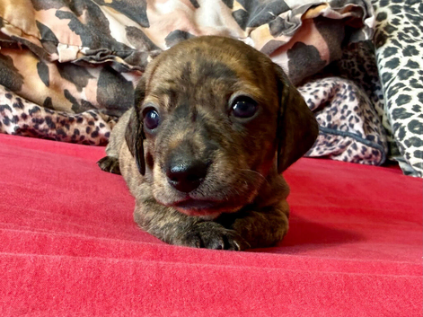 Litter of brindle KC registered pups