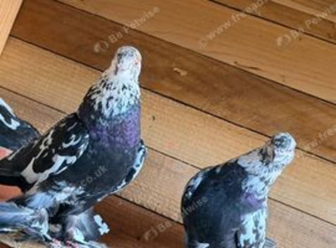 Fancy pigeons
