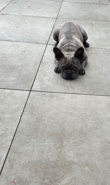 French bulldog girl 2 years old