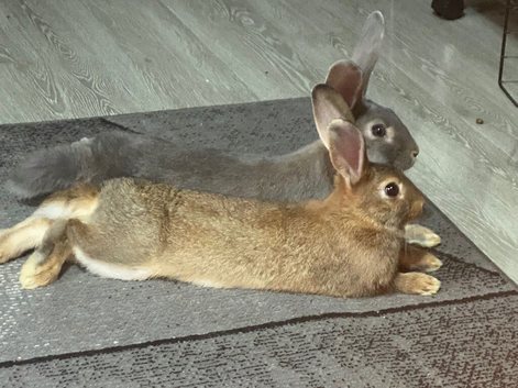 2 Beautiful Friendly Female Rabbits for Free &ndash; 6 Months Old &ndash; NW9 London