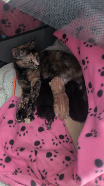 I have two black cats available for sale