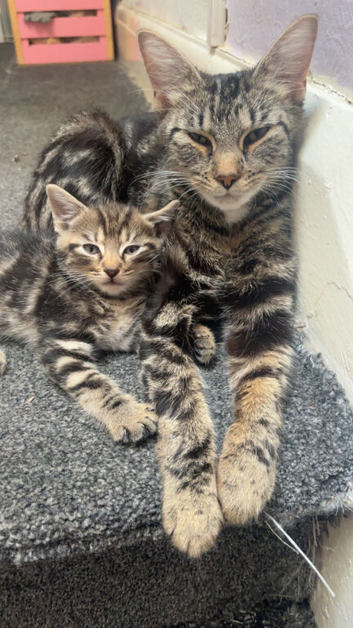 Kittens