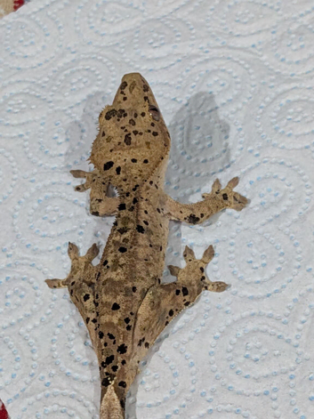Super dal crested gecko