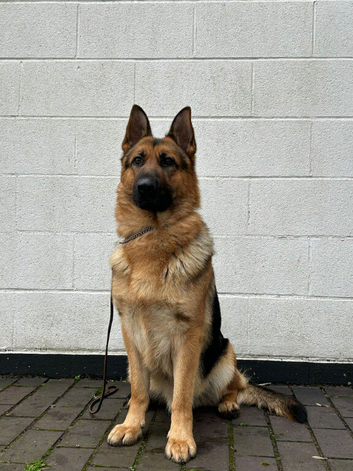 German shepherd for stud