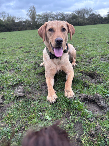 Labrador looking for a home