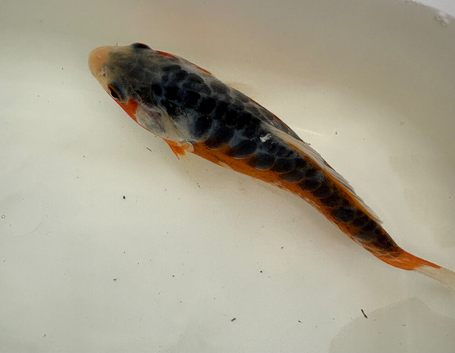 Koi carp 5 - 7 inch