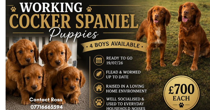Cocker spaniel puppies