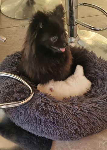 Fully Vacinated Girl Pomeranian Puppy adult weight 3 to 4 kilos. leaves with Pedigree, crate, bed,, training pads, food. Treats, toy, collar and lead.