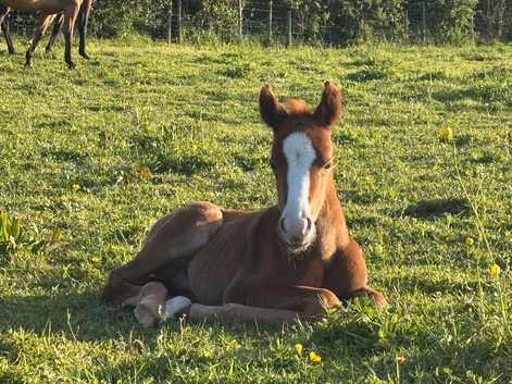 QH x colt available at weaning