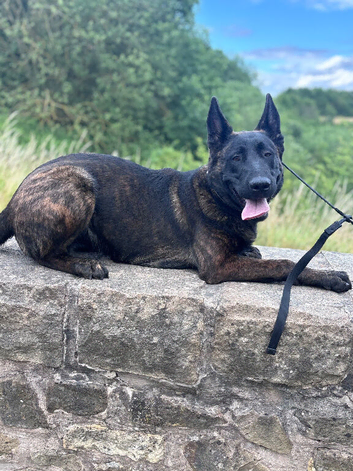 Beautiful Dutch shepherd