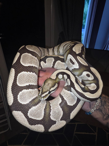 Desert ghost het pied