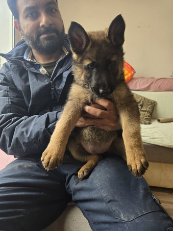 Rare DDR German Shepherd Puppies | Strong Pedigree Bloodlines | Vaccinated & Microchipped