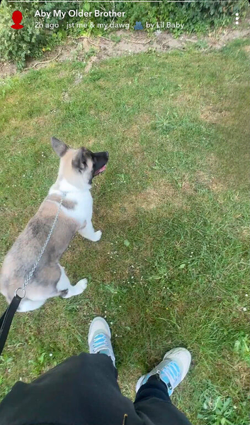 6month old Akita female puppy