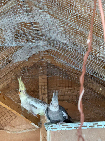 cockatiels