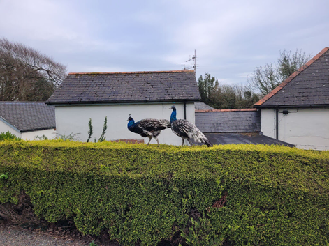 Young Peacocks for Sale