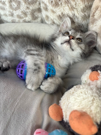 Simba