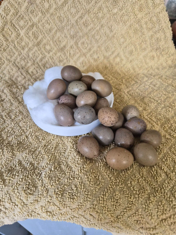 Hatching eggs for sale