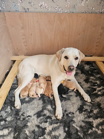 Labrador Retriever Puppies