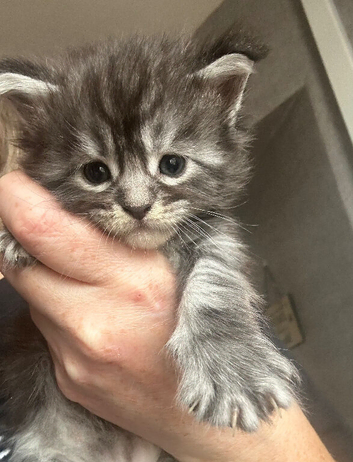 Maine Coon kittens for sale 5 left
