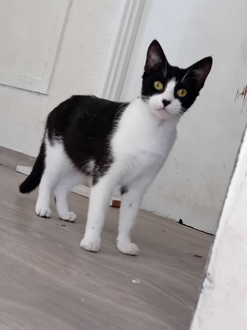 Cat to go to its forever home