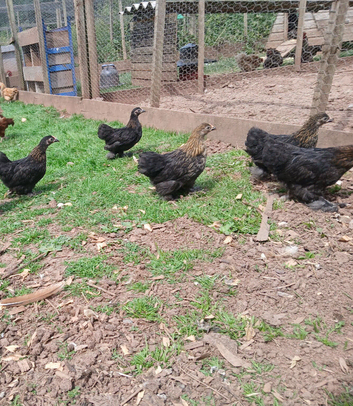 Pekin bantam pullets