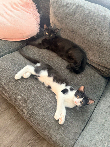 2 female kittens
