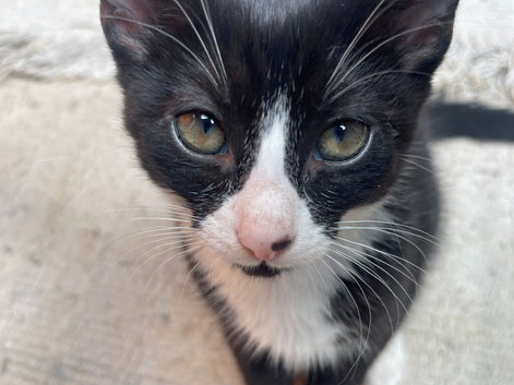 kittens available