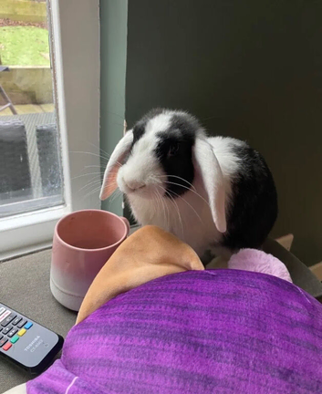 Beautiful male rabbit looking for a new home